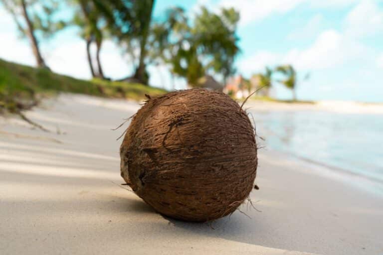 playa, cacao naturaleza: coco — Foto: Corentin Largeron / Unsplash