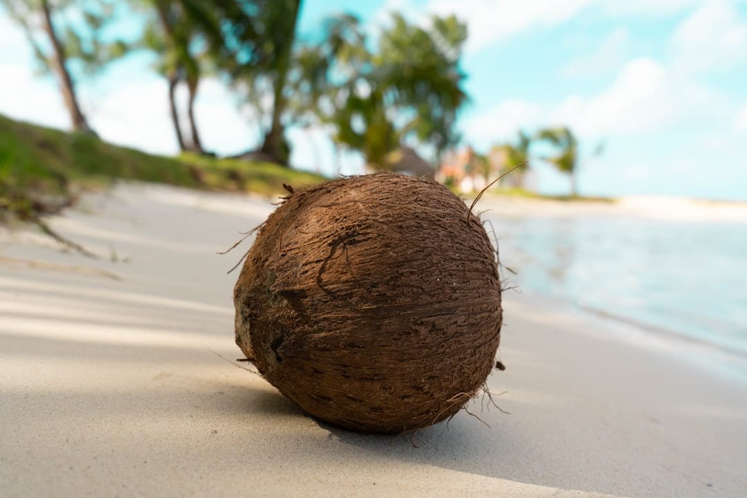 playa, cacao naturaleza: coco — Foto: Corentin Largeron / Unsplash